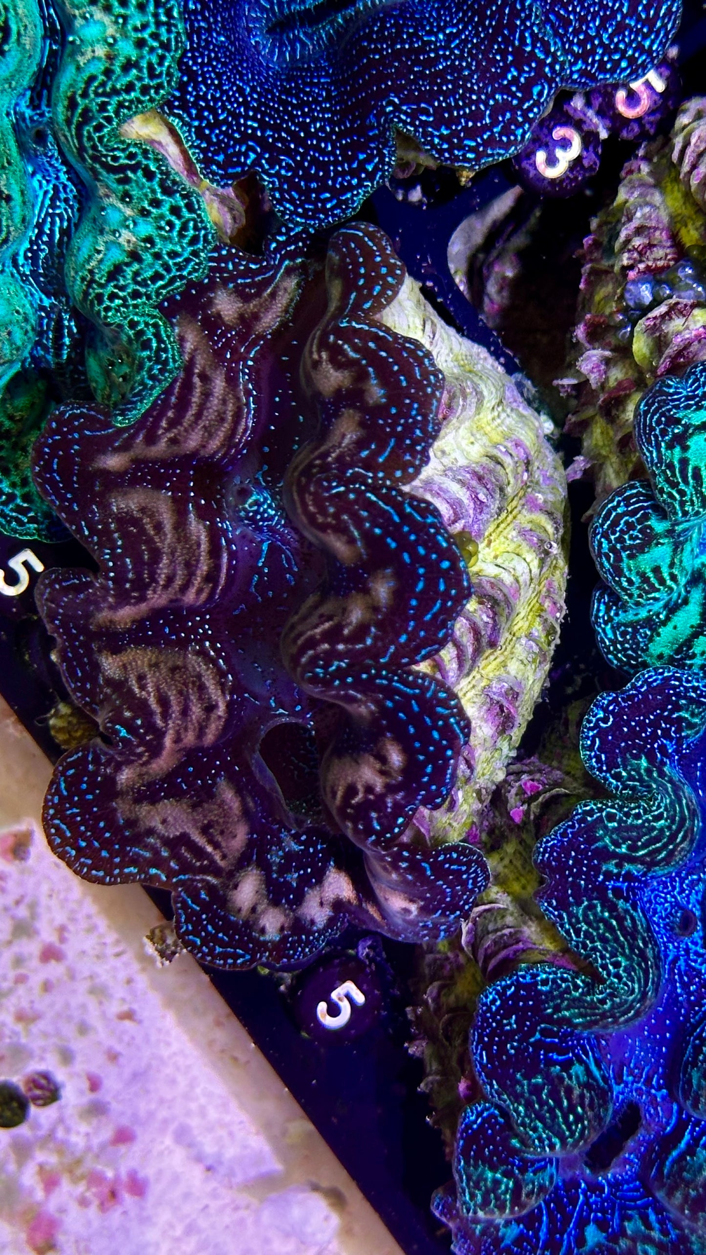 Bicolor blue and gold Crocea Clam #55 black