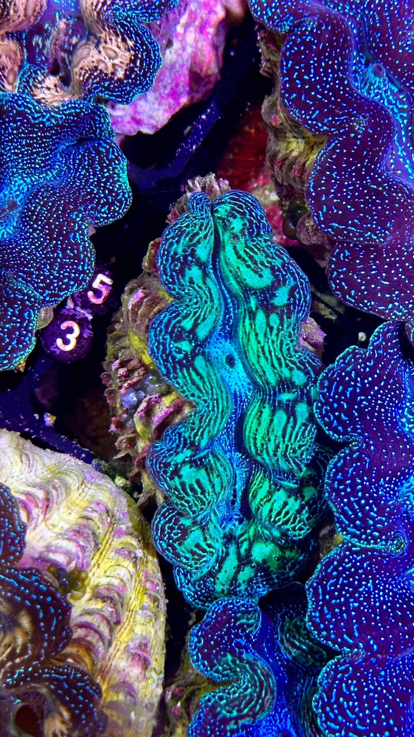 Ultra bicolor Neon and Blue Crocea Clam #53 black