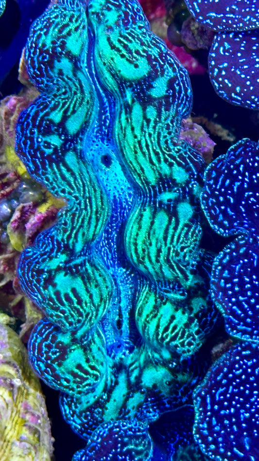 Ultra bicolor Neon and Blue Crocea Clam #53 black