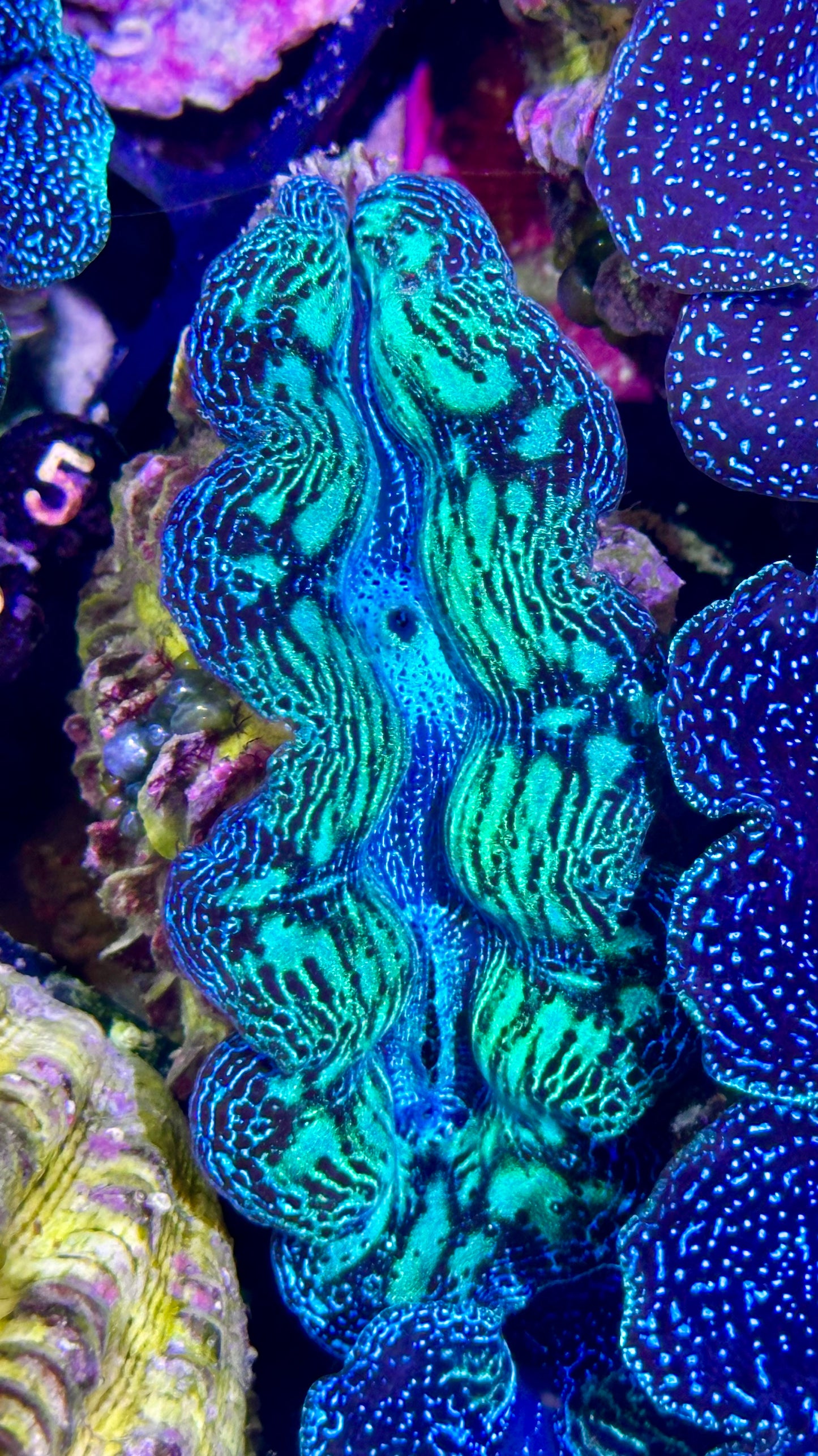 Ultra bicolor Neon and Blue Crocea Clam #53 black