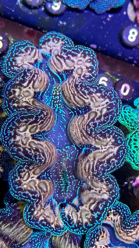 Ultra bicolor blue and white teardrop Crocea Clam #60 black