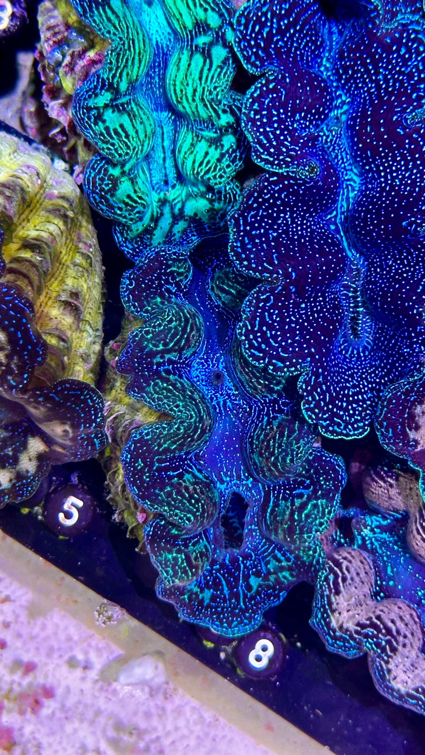 Semi Neon Crocea Clam