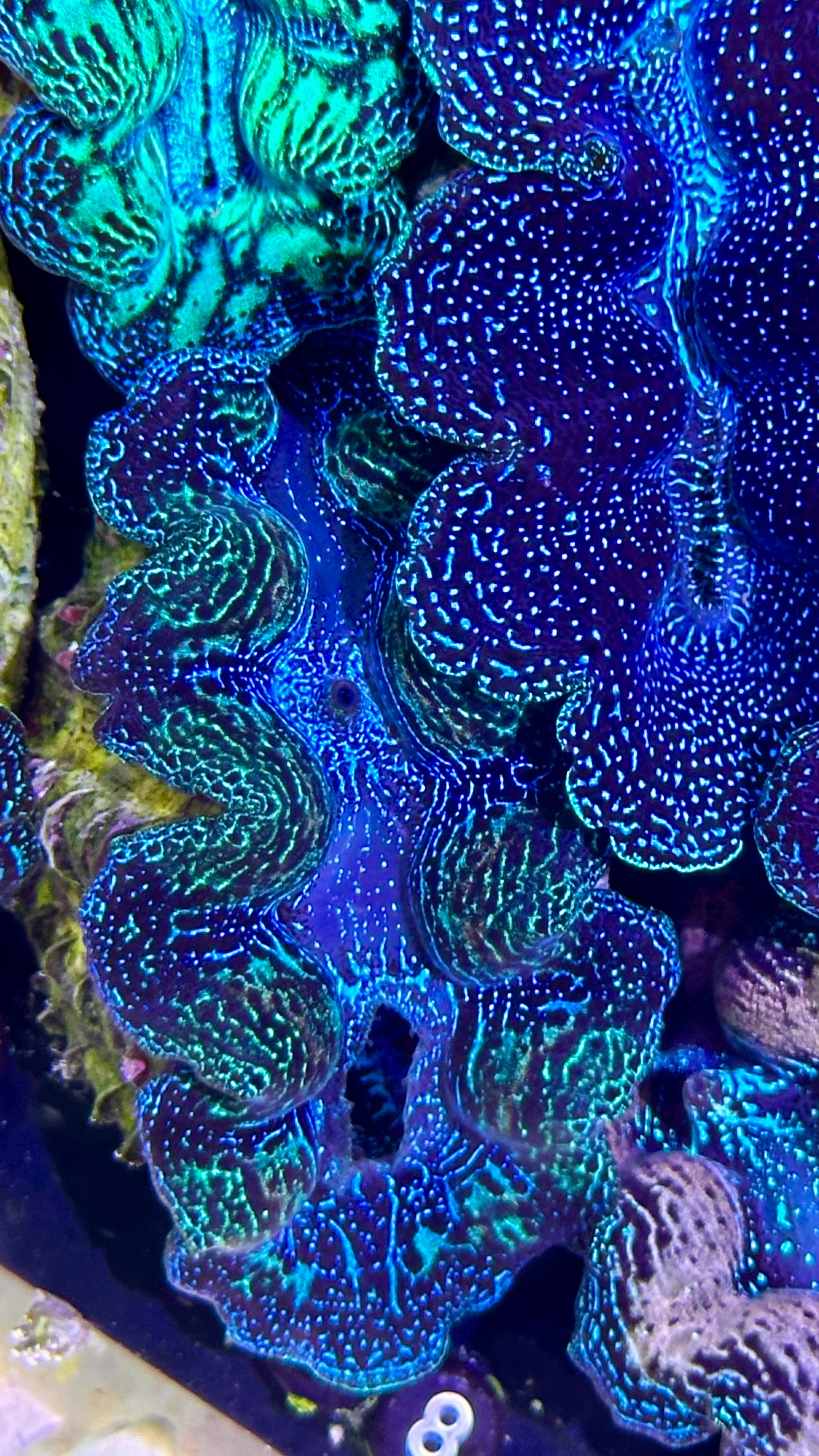 Semi Neon Crocea Clam