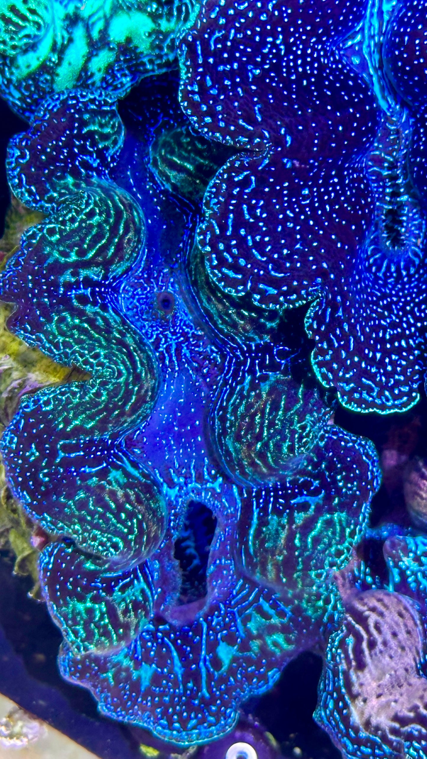 Semi Neon Crocea Clam