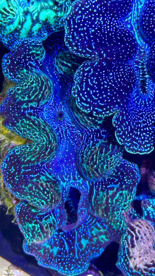 Semi Neon Crocea Clam