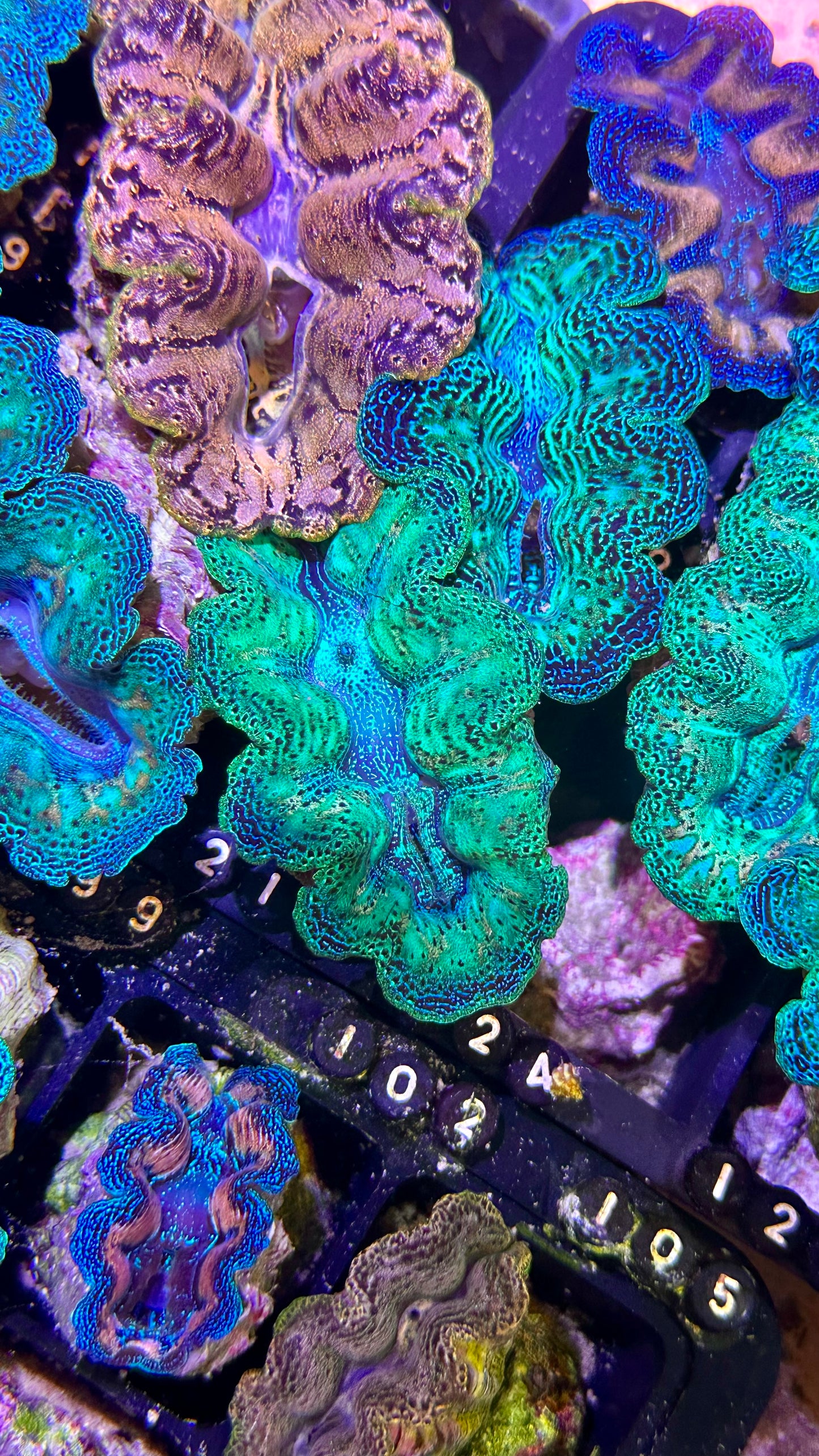 Ultra Neon Green Bicolor Blue semi Rainbow Crocea Clam #22 black