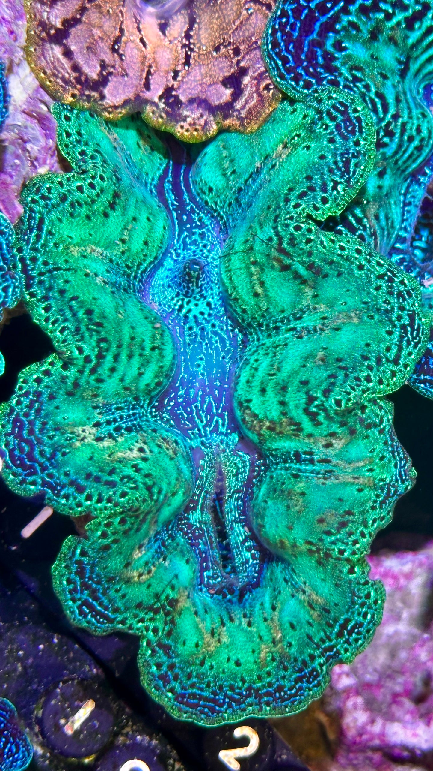 Ultra Neon Green Bicolor Blue semi Rainbow Crocea Clam #22 black