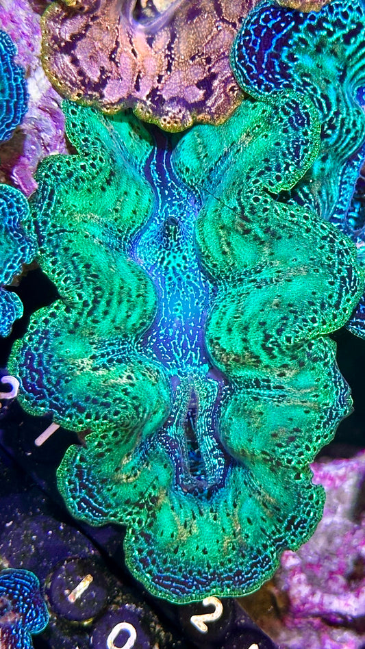 Ultra Neon Green Bicolor Blue semi Rainbow Crocea Clam #22 black