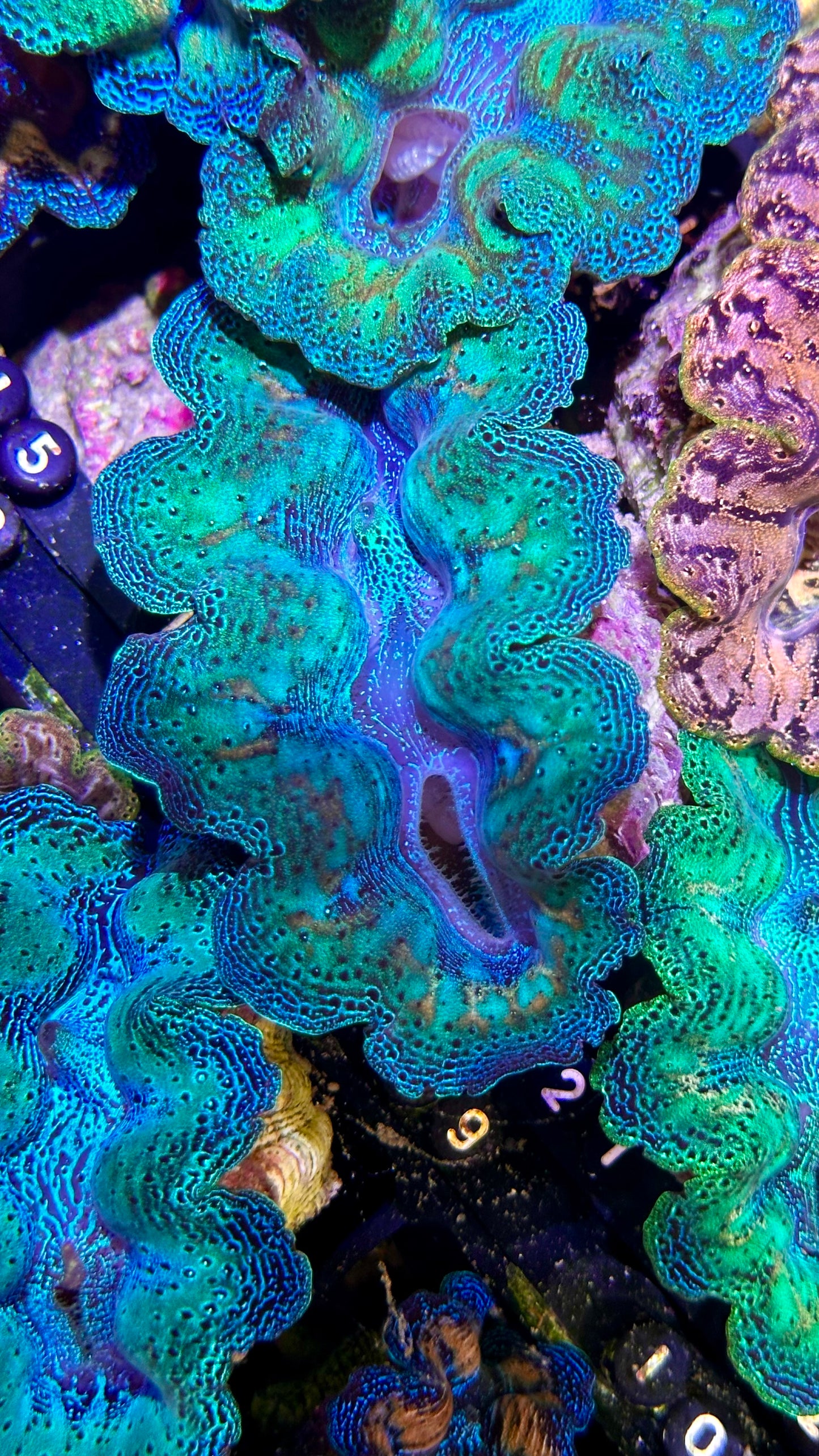 Ultra Rainbow Crocea Clam