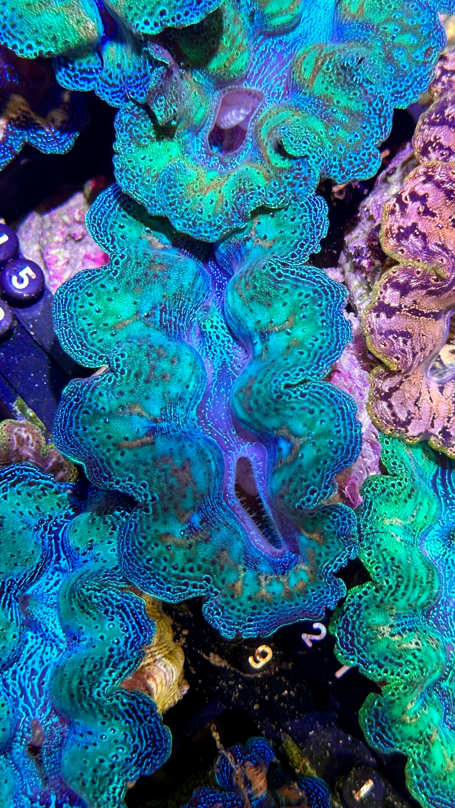 Ultra Rainbow Crocea Clam