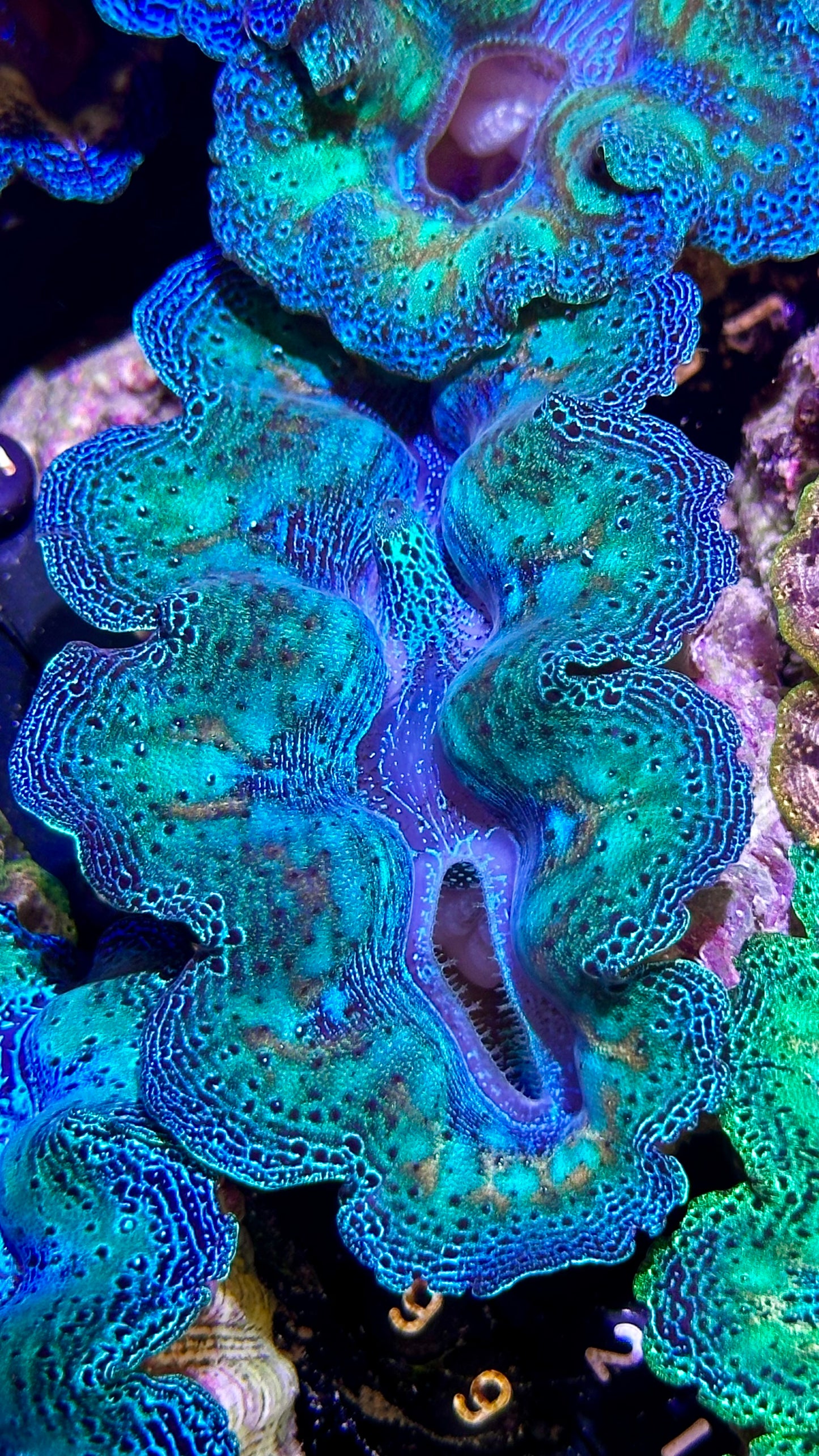 Ultra Rainbow Crocea Clam