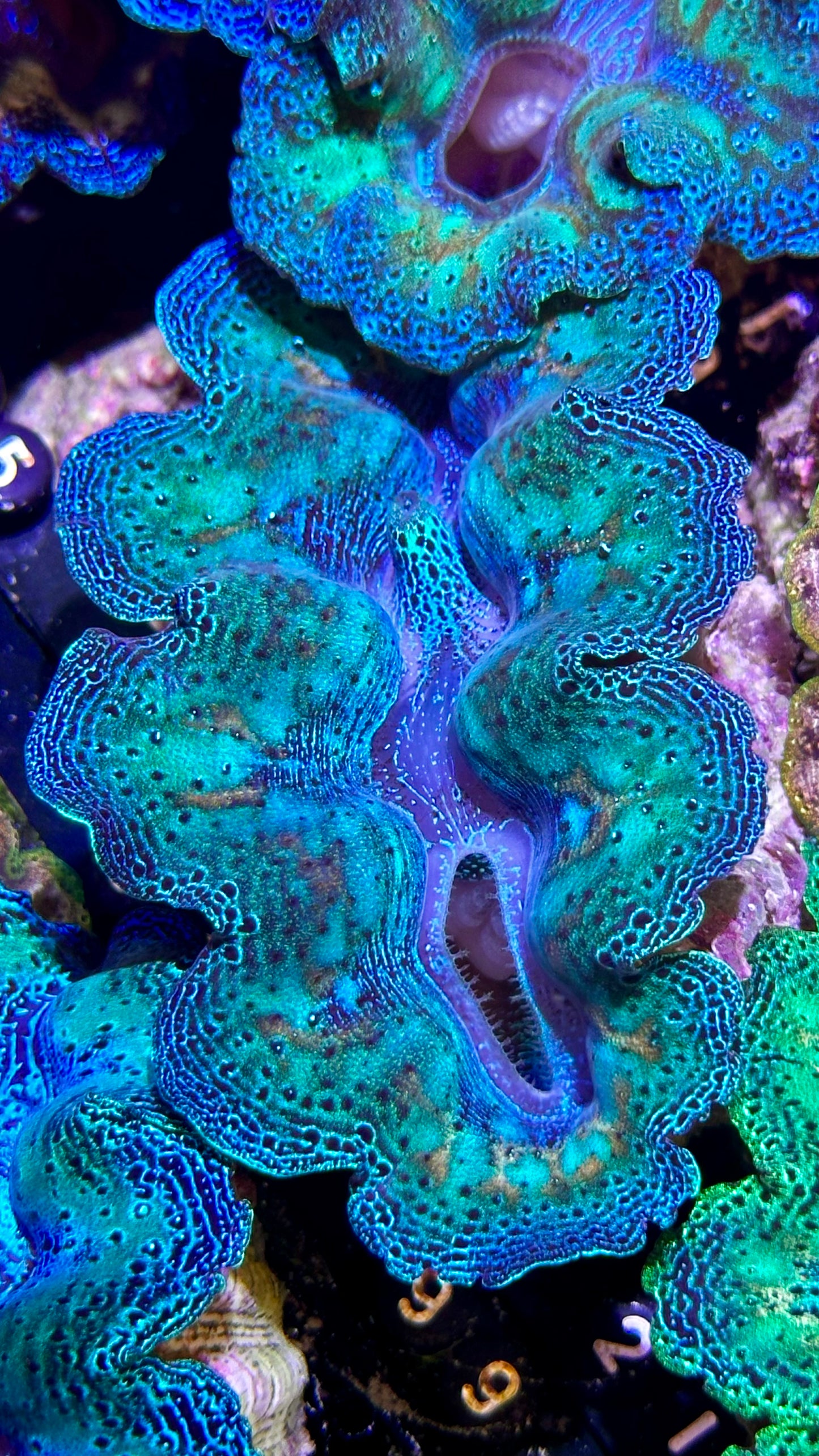 Ultra Rainbow Crocea Clam