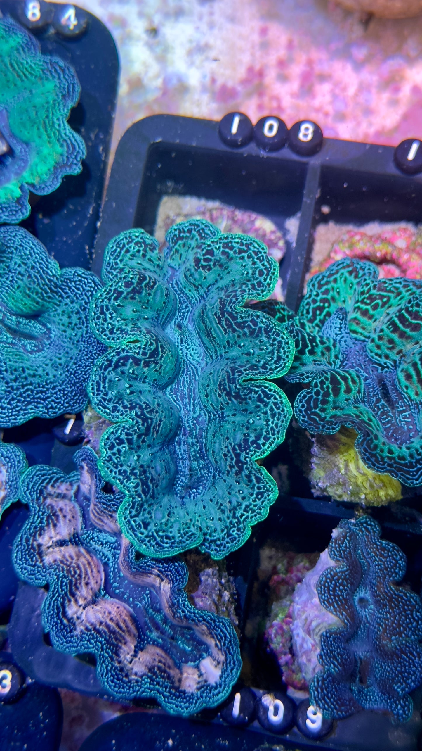 Gorgeous Neon Green Crocea Clam