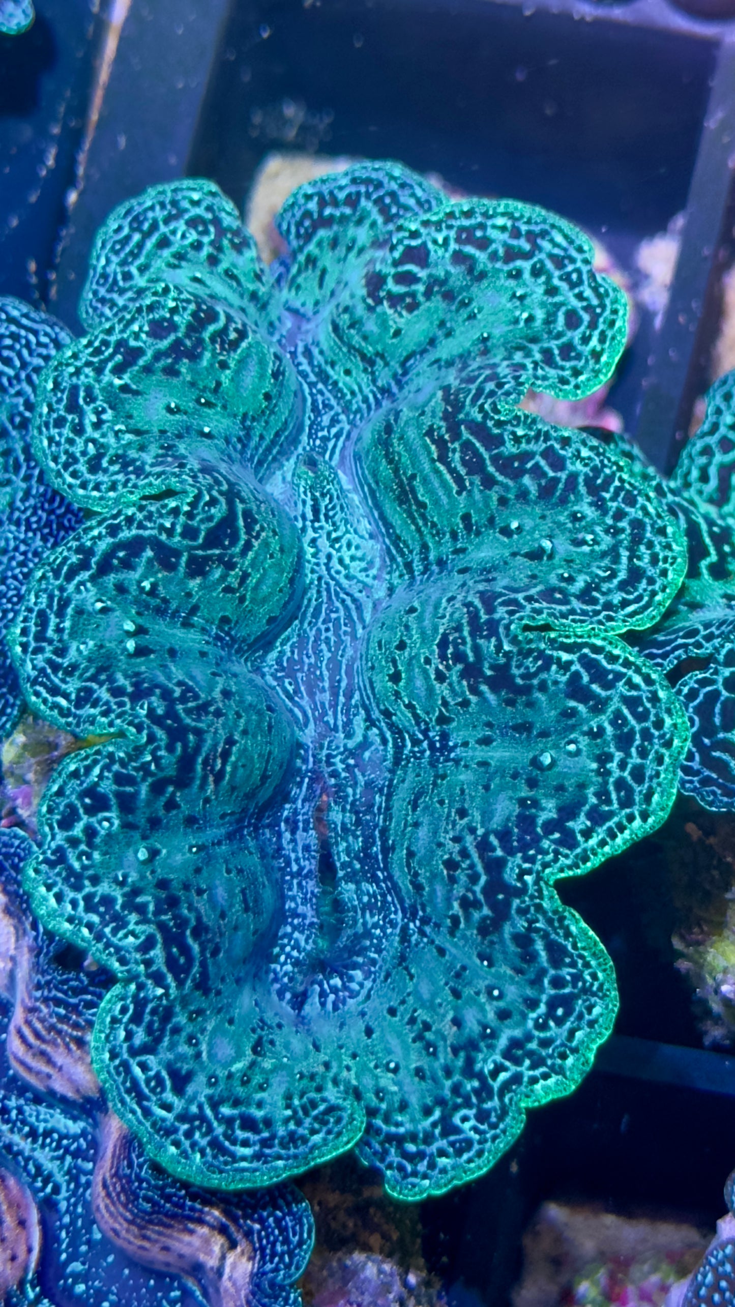 Gorgeous Neon Green Crocea Clam