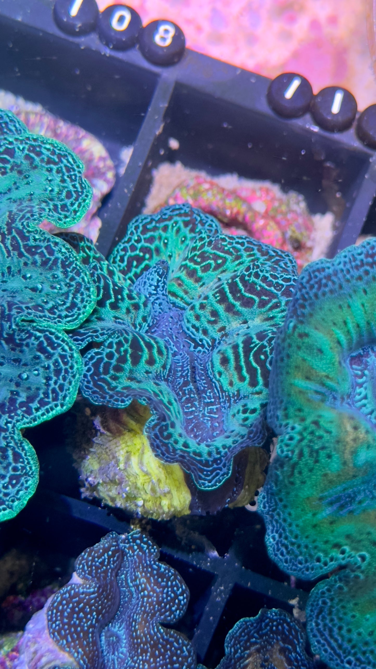 Semi Rainbow Neon Green and Blue Crocea Clam