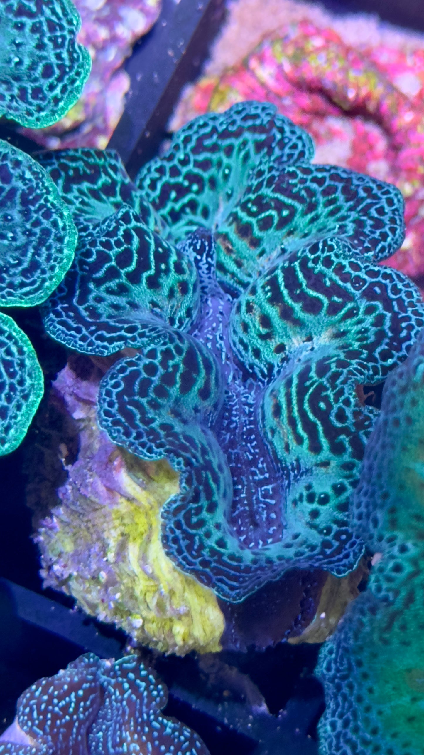 Semi Rainbow Neon Green and Blue Crocea Clam