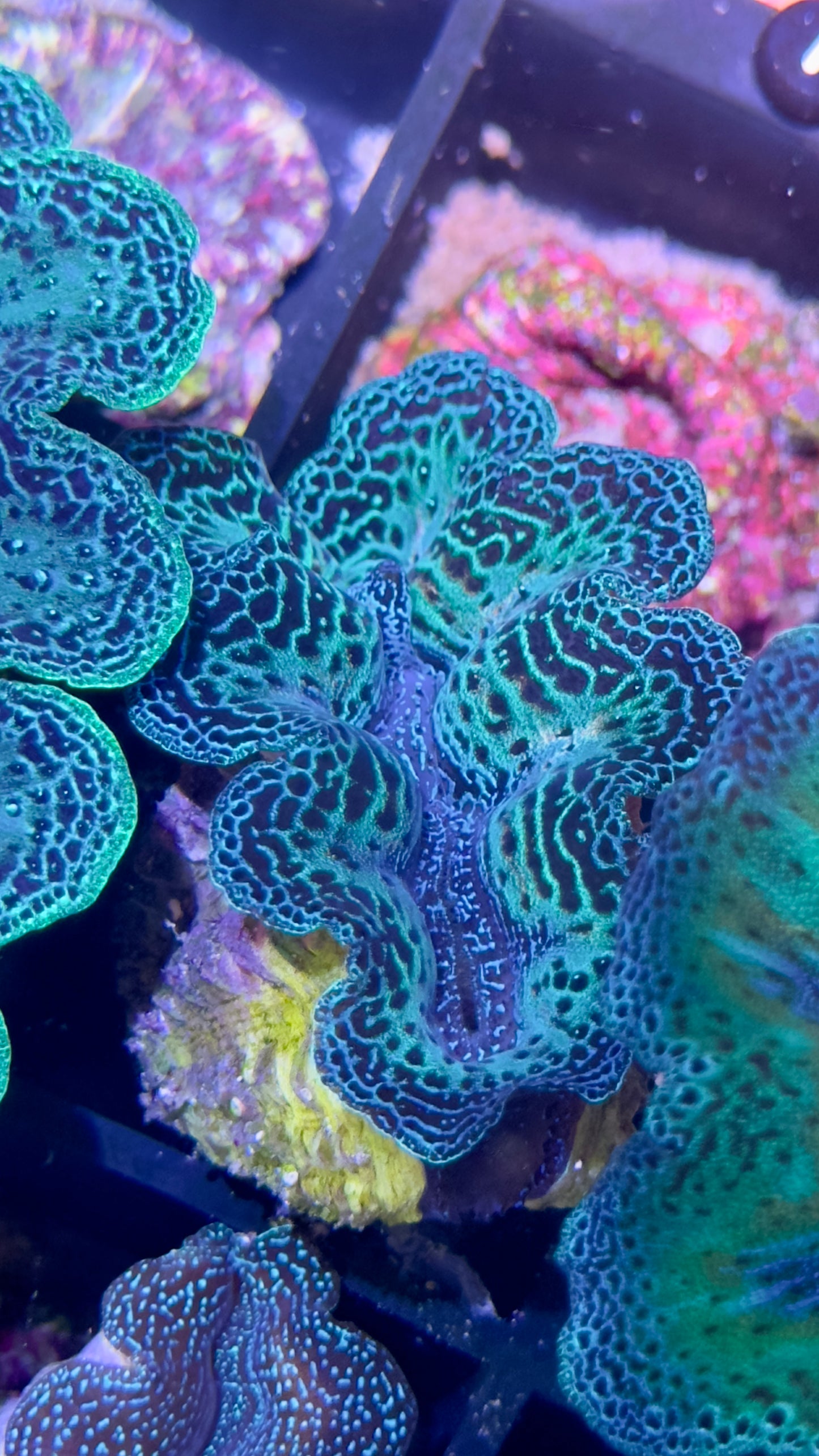 Semi Rainbow Neon Green and Blue Crocea Clam