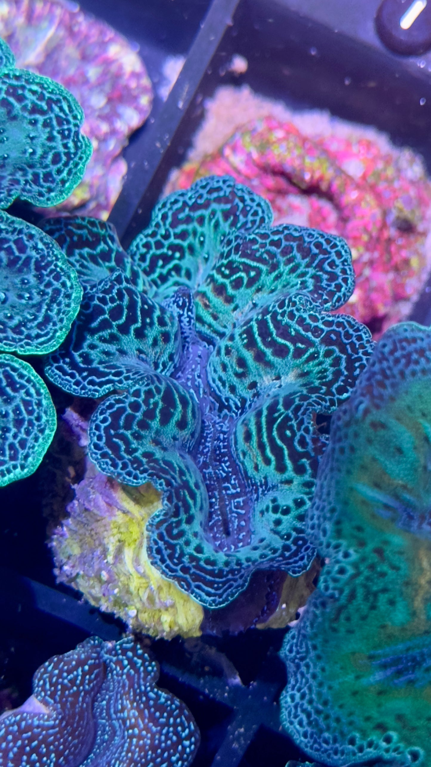 Semi Rainbow Neon Green and Blue Crocea Clam