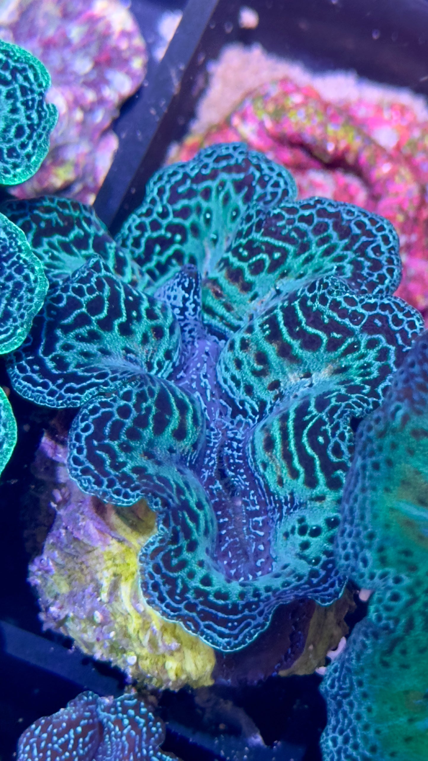 Semi Rainbow Neon Green and Blue Crocea Clam