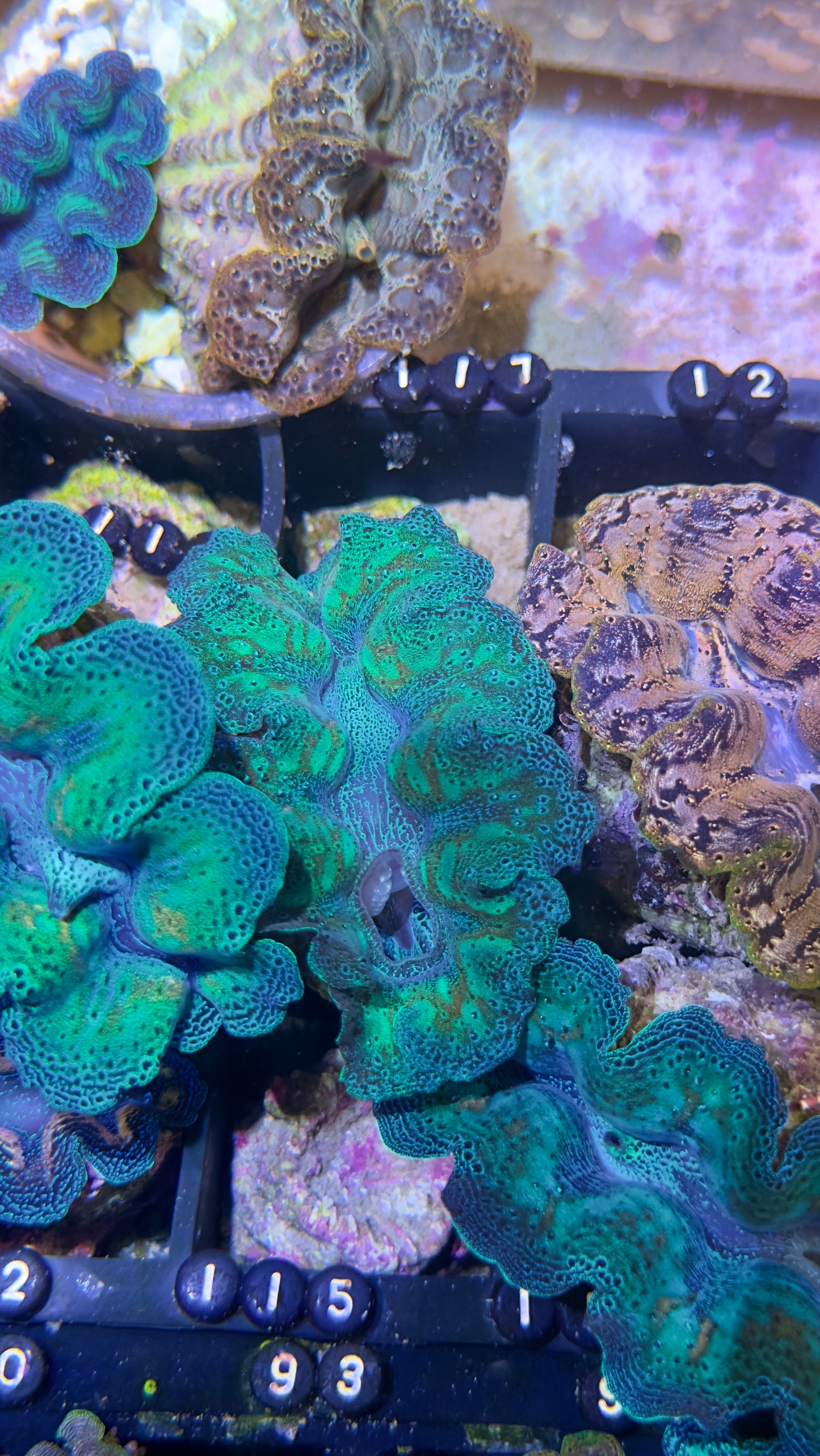 Mandarin Rainbow Crocea Clam