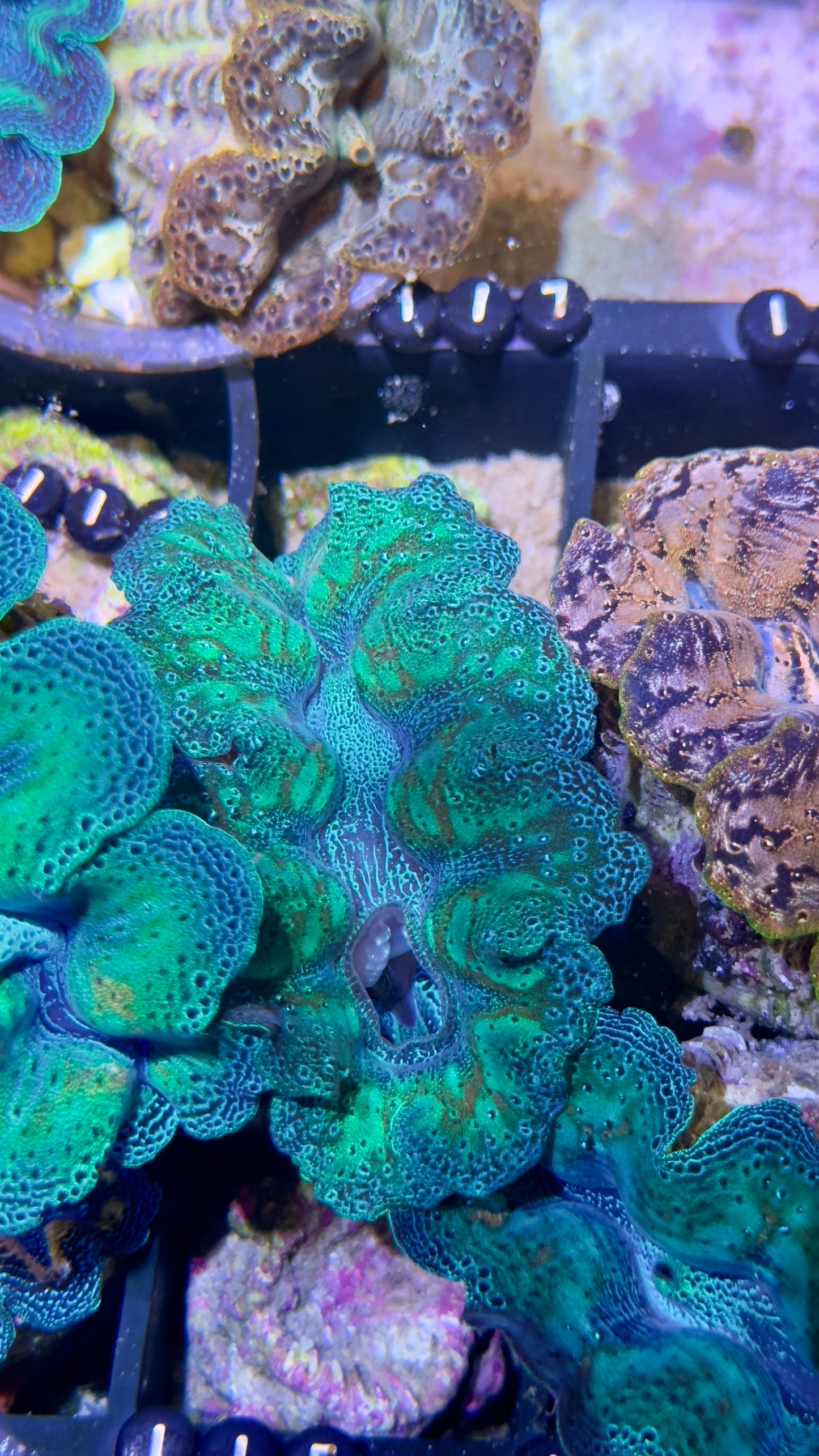 Mandarin Rainbow Crocea Clam