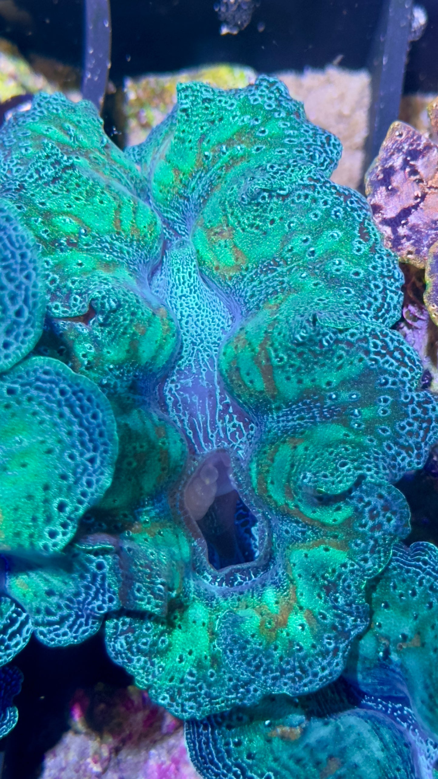 Mandarin Rainbow Crocea Clam