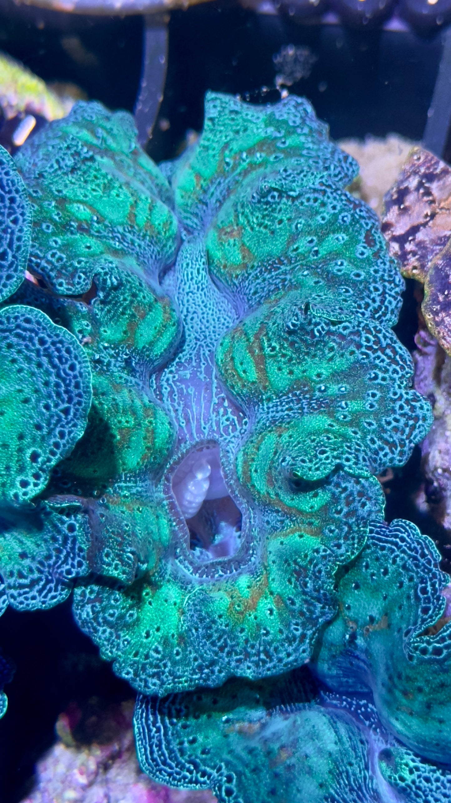 Mandarin Rainbow Crocea Clam