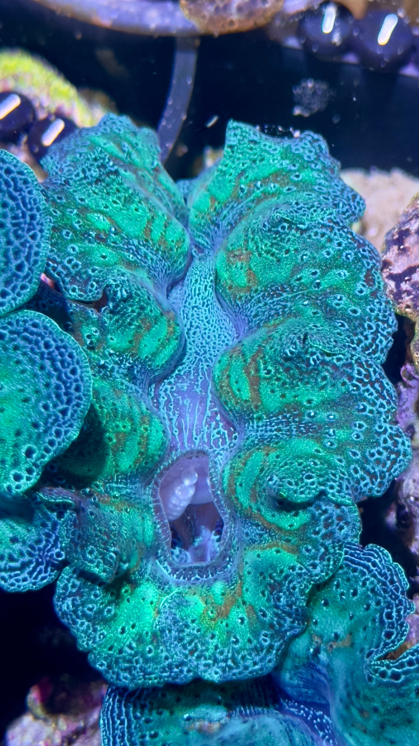 Mandarin Rainbow Crocea Clam