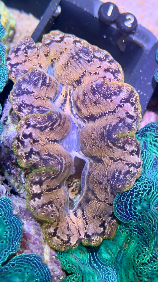 Gold and with dark patterns Crocea Clam # 12 Black