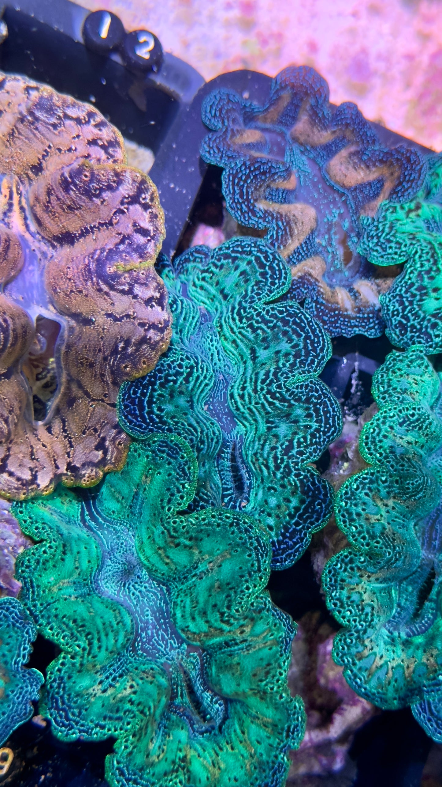 Neon Green and Blue Crocea Clam # Black