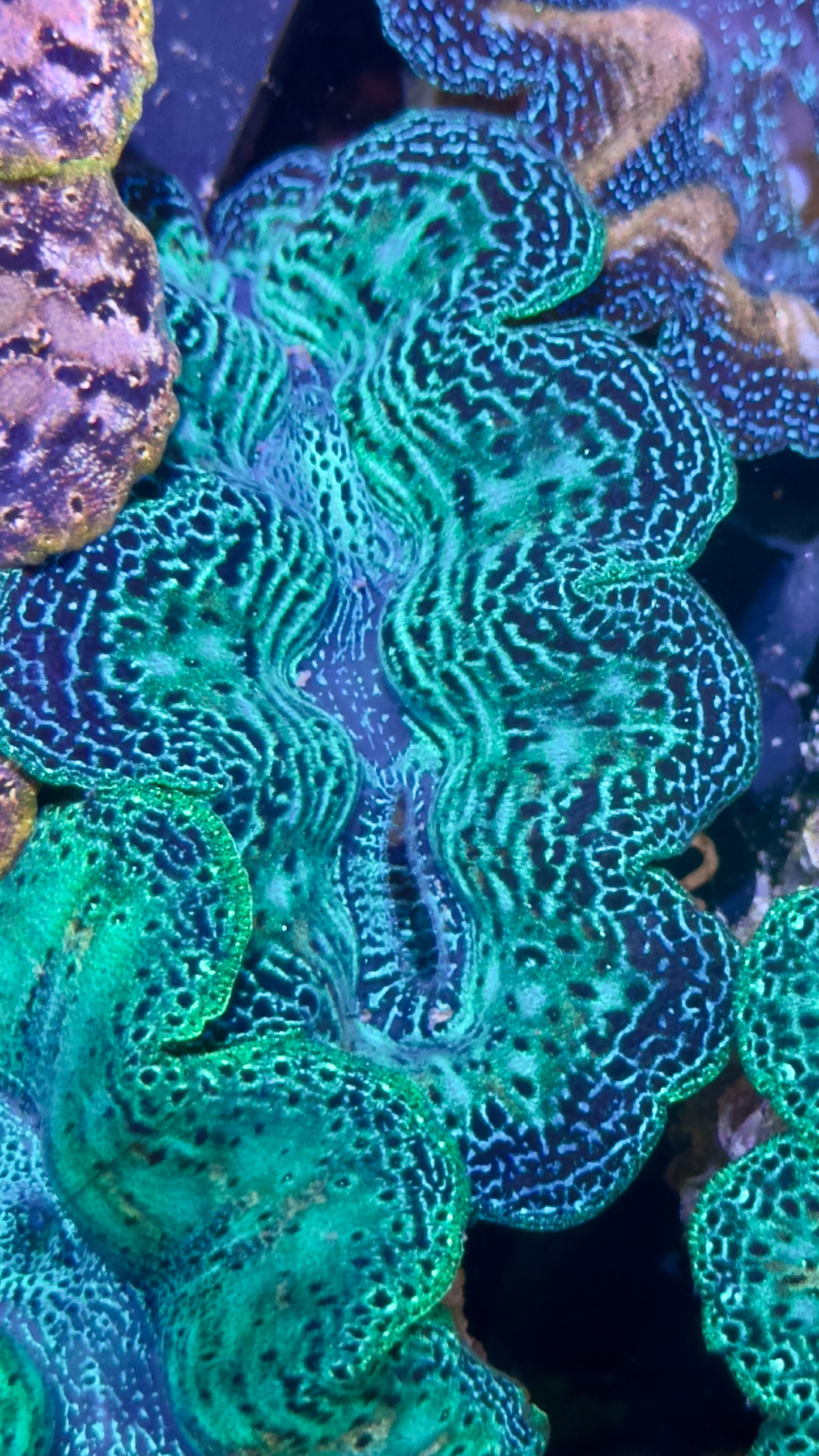 Neon Green and Blue Crocea Clam # Black