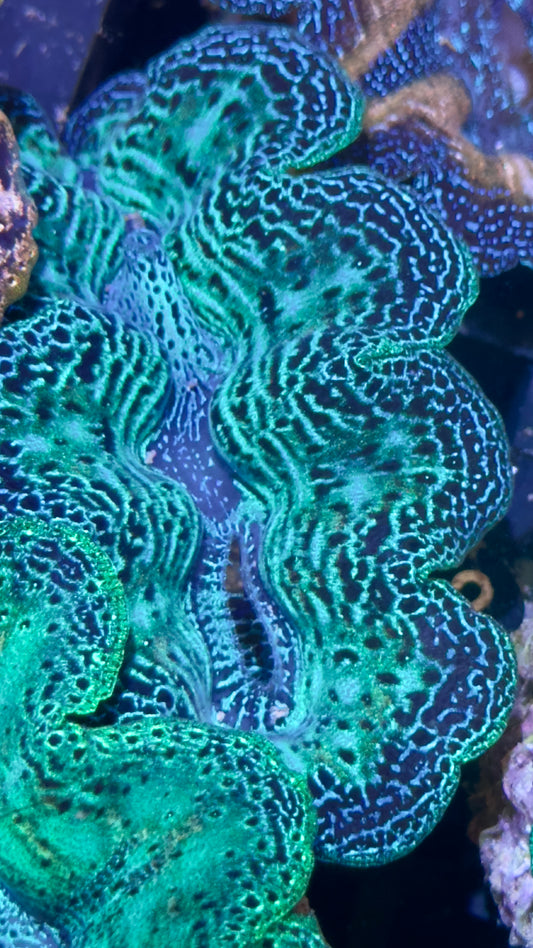 Neon Green and Blue Crocea Clam # Black