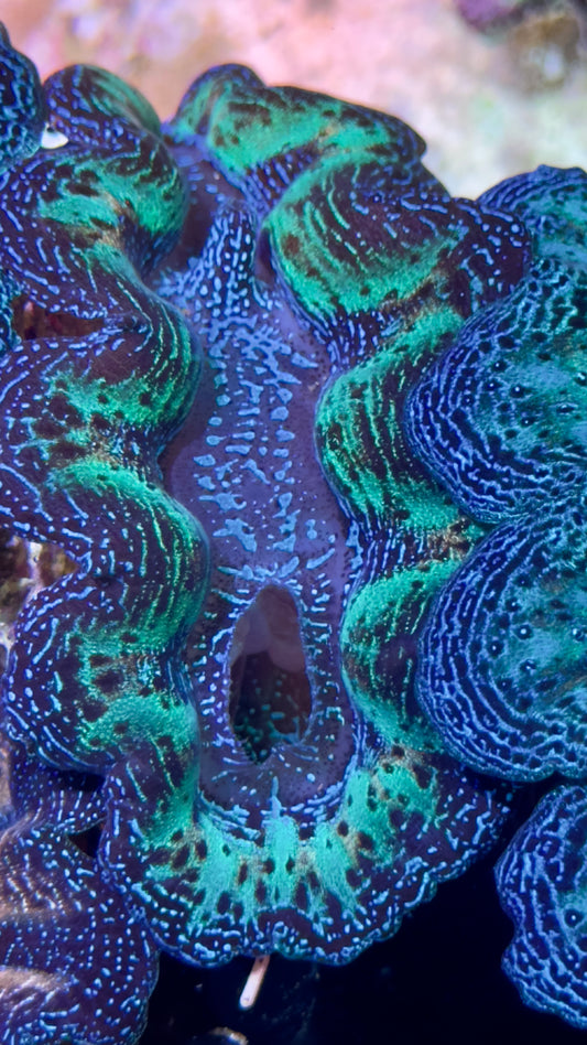 Semi Rainbow Crocea Clam