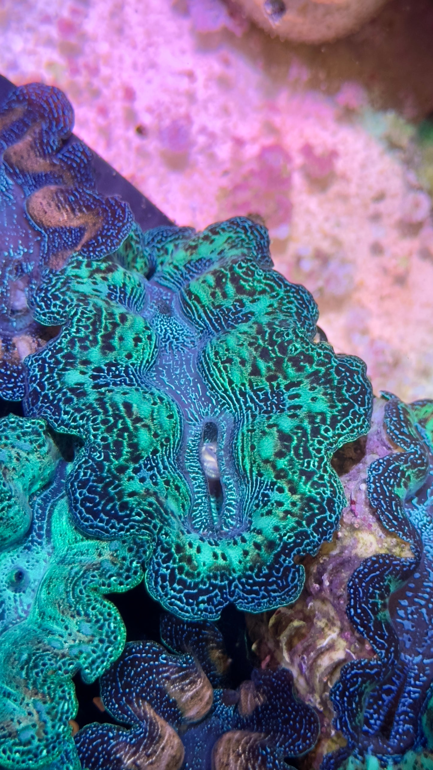 Semi Rainbow Neon Green and Blue Crocea Clam