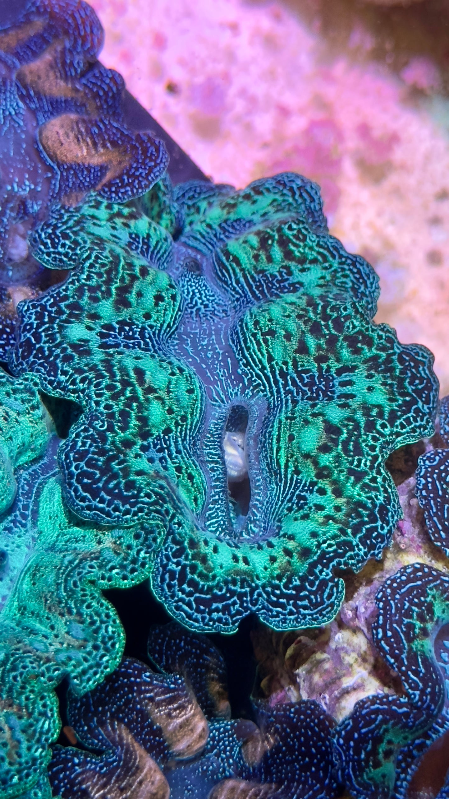 Semi Rainbow Neon Green and Blue Crocea Clam