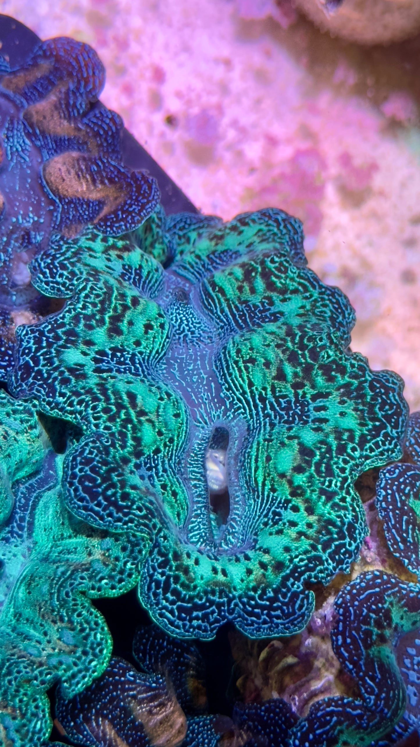 Semi Rainbow Neon Green and Blue Crocea Clam