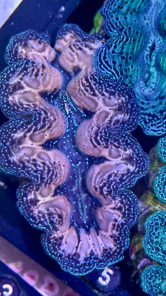 Ultra bicolor Teardrop Crocea Clam #22 Black