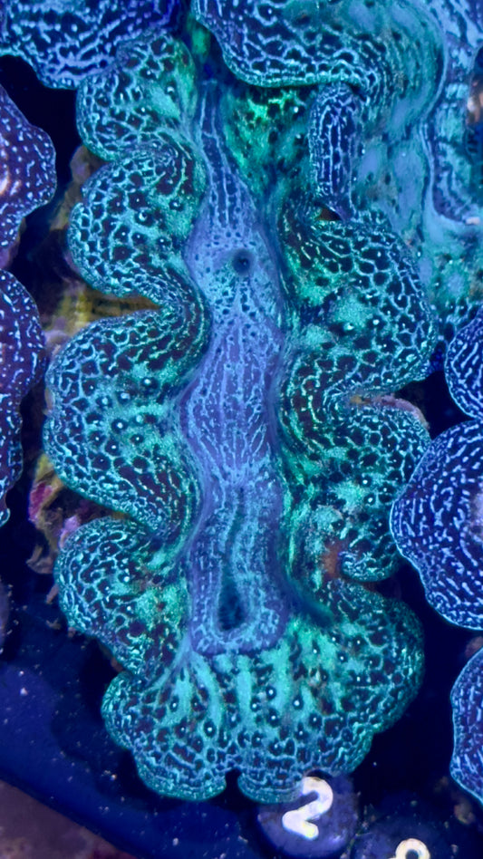 Neon Crocea Clam #28 Black