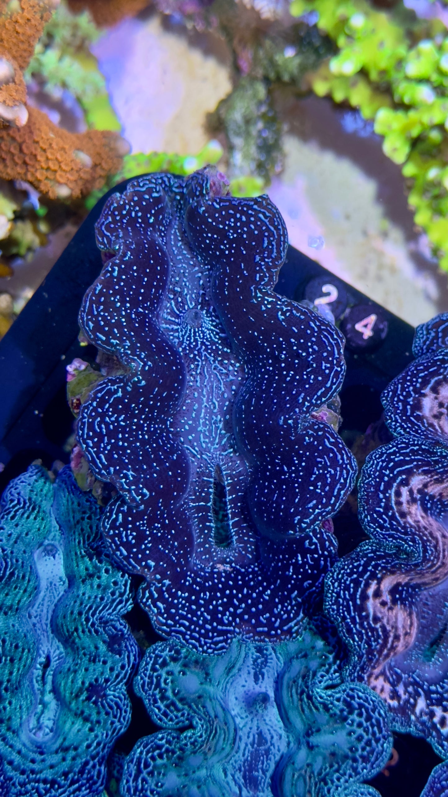 Black Galaxy Crocea Clam Black #24 black