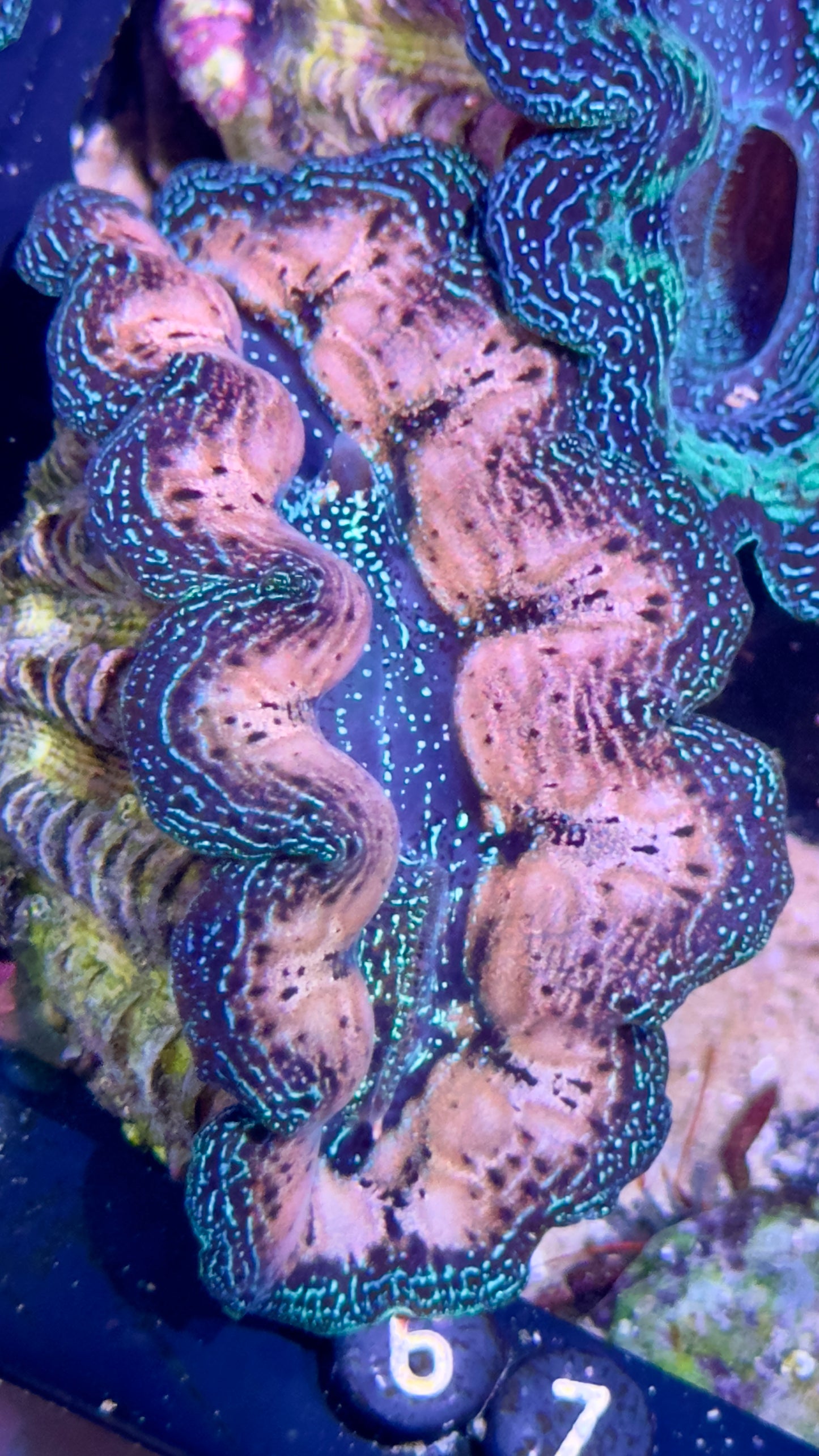 Ultra White and Blue Crocea Clam # Black