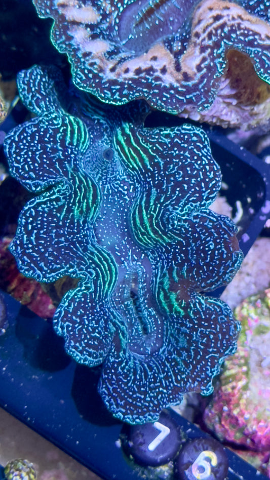 Bicolor Neon Green and Blue Crocea Clam Black #73