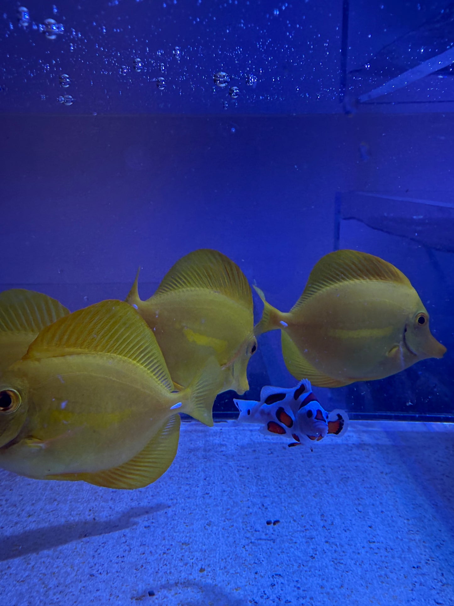 7 Captive bred yellow tang gang from 4.5” to 7”