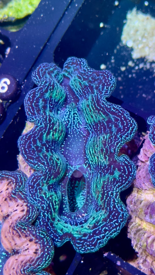 Bicolor Neon Green and BlueCrocea Clam Black #65