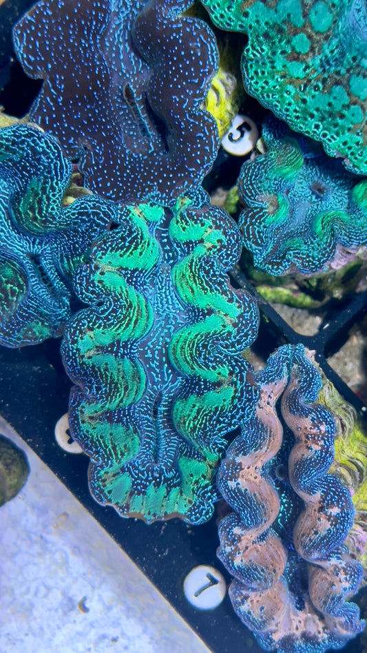 Ultra Neon Bicolor Green and Blue Rainbow Crocea Clam White #4