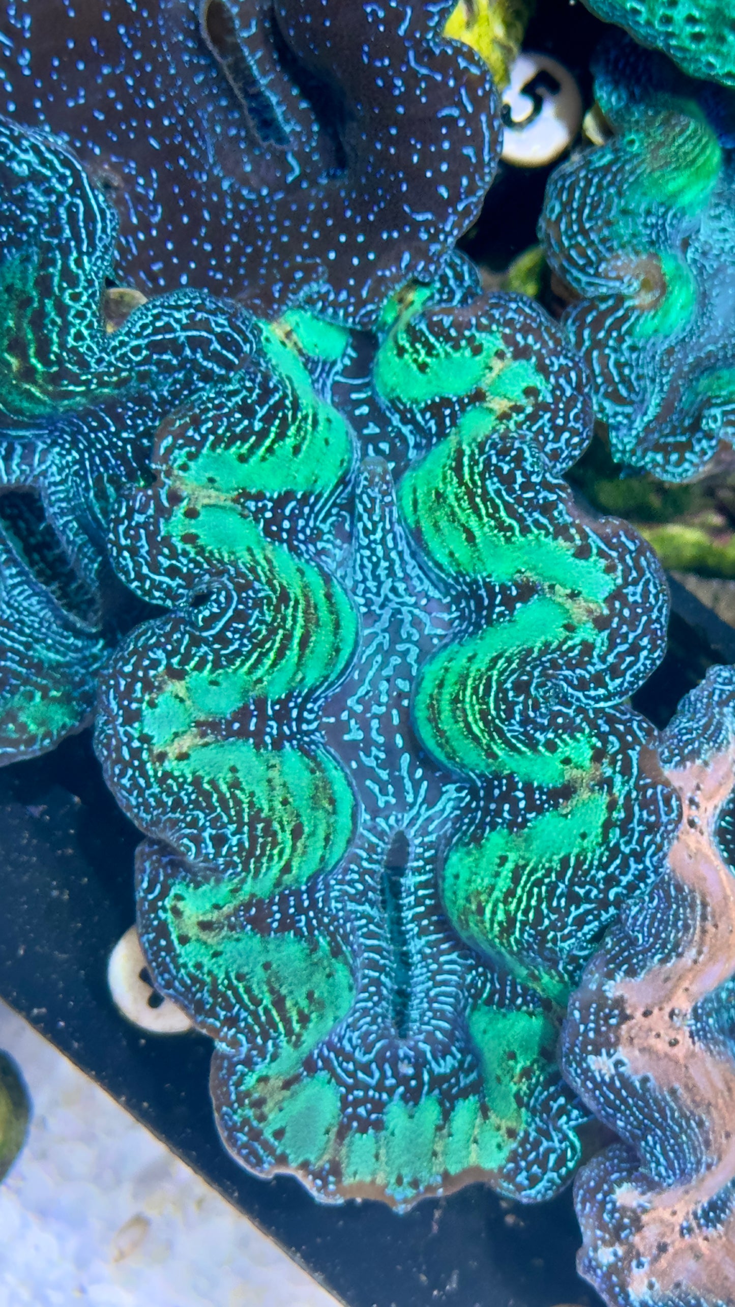 Ultra Neon Bicolor Green and Blue Rainbow Crocea Clam White #4