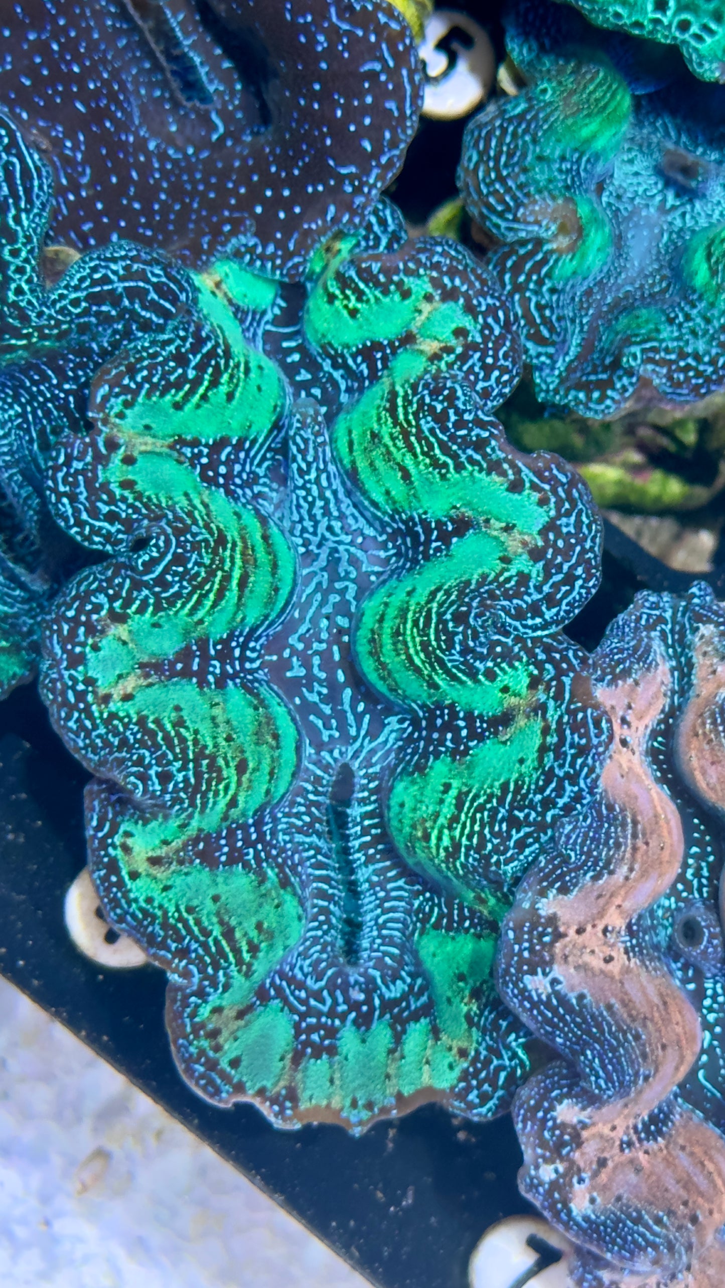 Ultra Neon Bicolor Green and Blue Rainbow Crocea Clam White #4