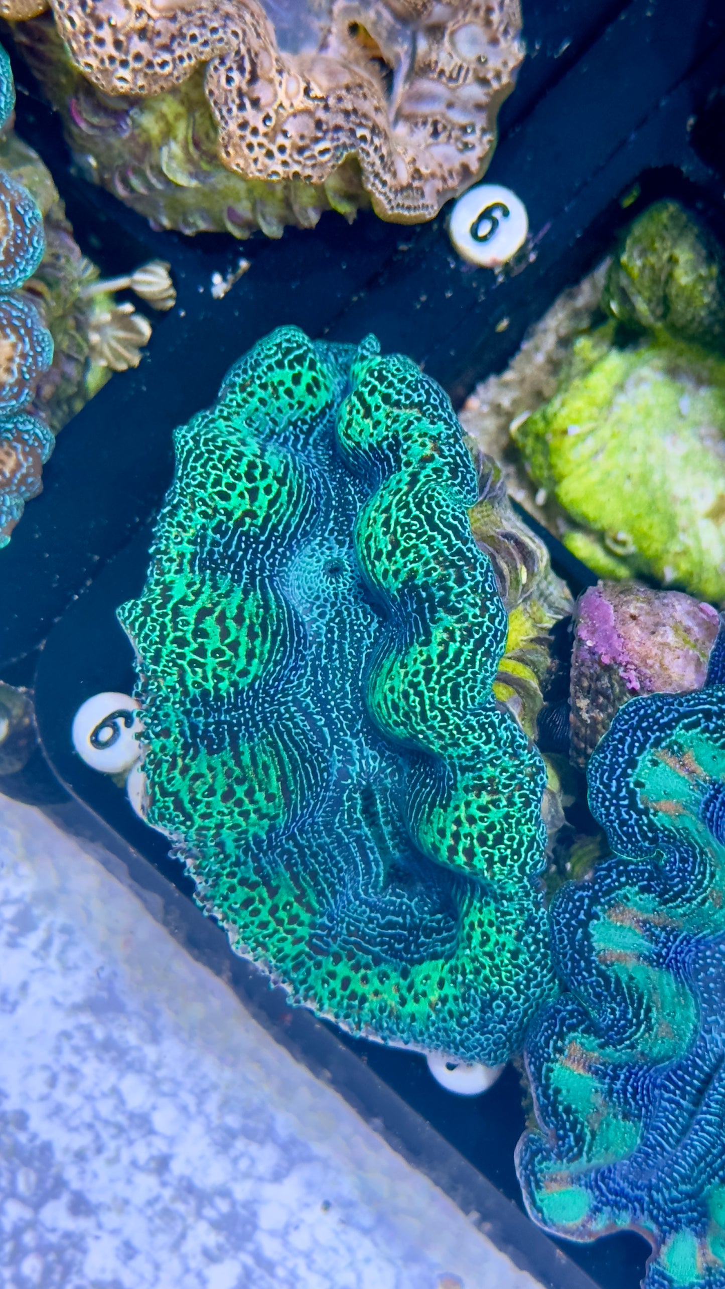 Ultra Neon Green and Blue Crocea Clam White #63