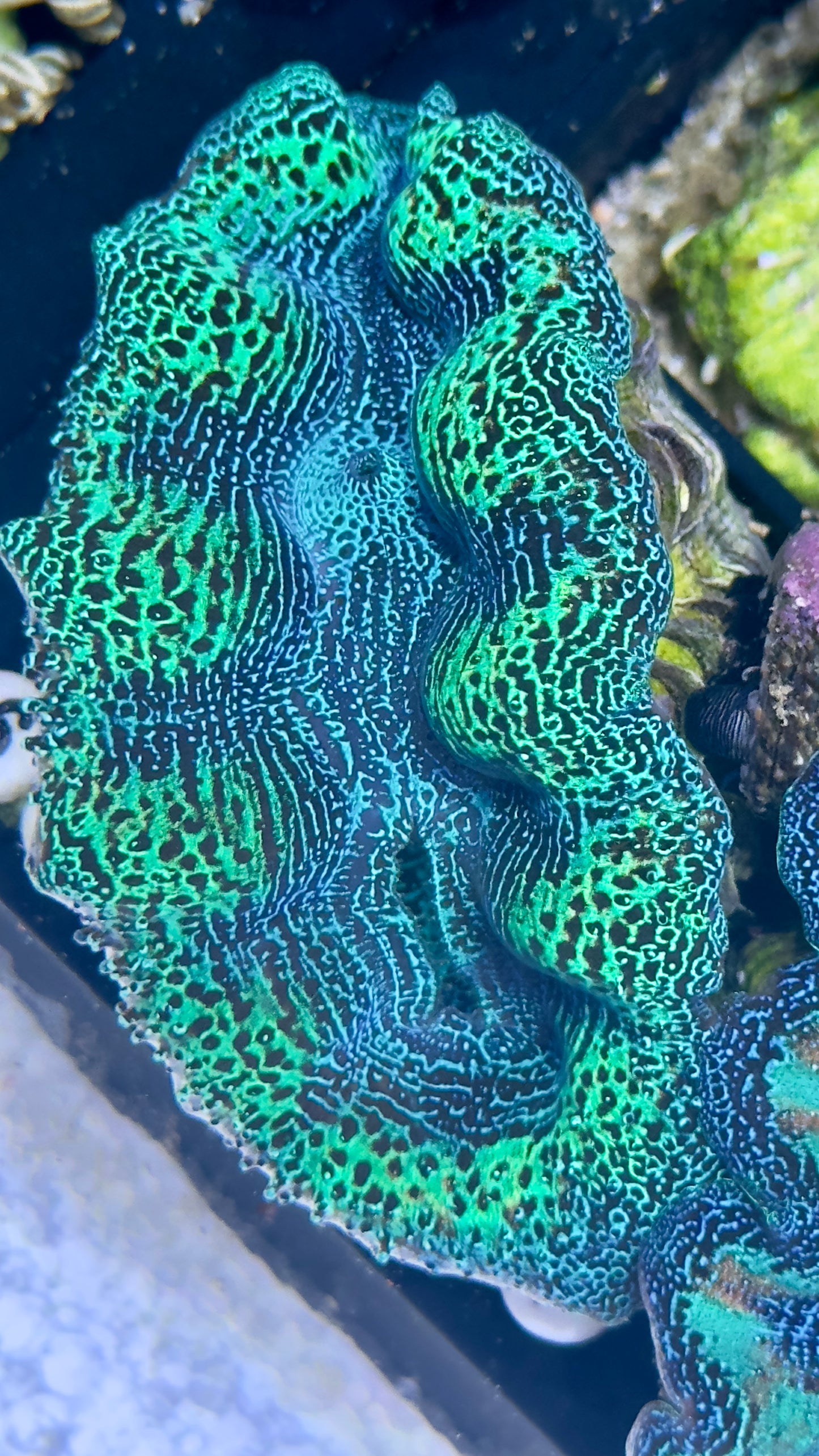 Ultra Neon Green and Blue Crocea Clam White #63