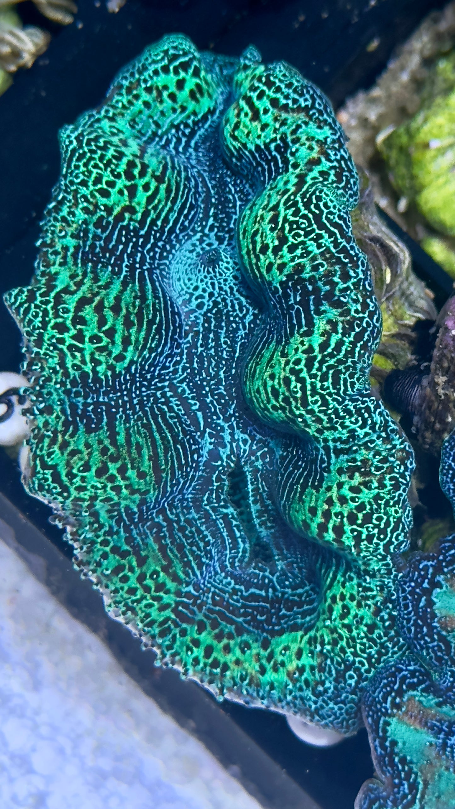 Ultra Neon Green and Blue Crocea Clam White #63