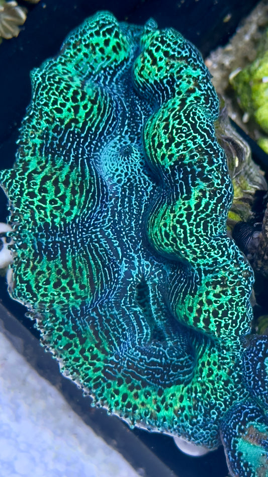 Ultra Neon Green and Blue Crocea Clam White #63